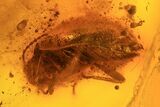 Fossil Beetle (Coleoptera) & Spider (Aranea) In Baltic Amber #123413-2